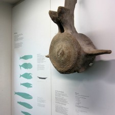 Unimportant Factiod: Some Whales Float, Others Don’t