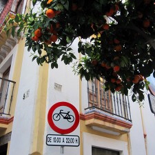 Orange Trees Everywhere